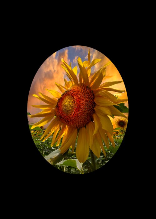 Sunflower Greeting Card featuring the photograph Sunflower Dawn in Oval by Debra and Dave Vanderlaan