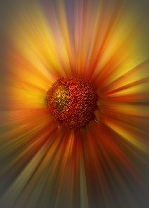 Abstract Greeting Card featuring the photograph Sunflower Dawn Zoom by Debra and Dave Vanderlaan