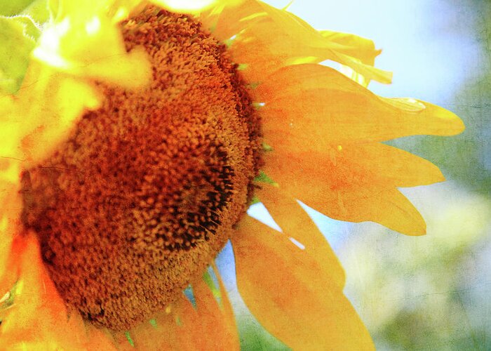 Sunflower Greeting Card featuring the photograph Sunflower drops by Toni Hopper