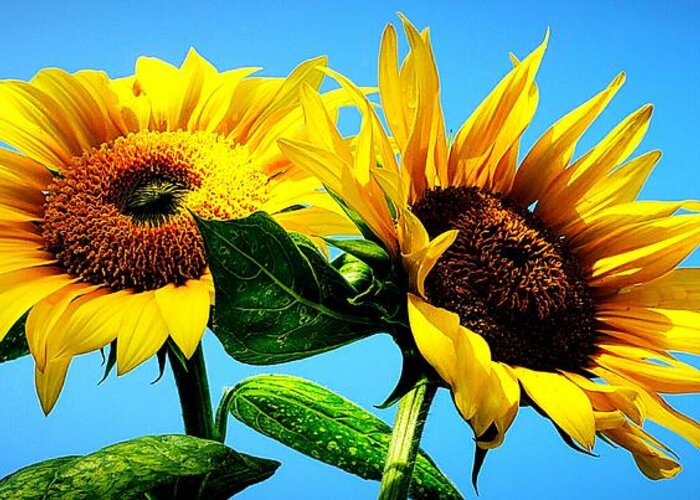Floral Greeting Card featuring the photograph Sunflower Duo by Alexis King-Glandon
