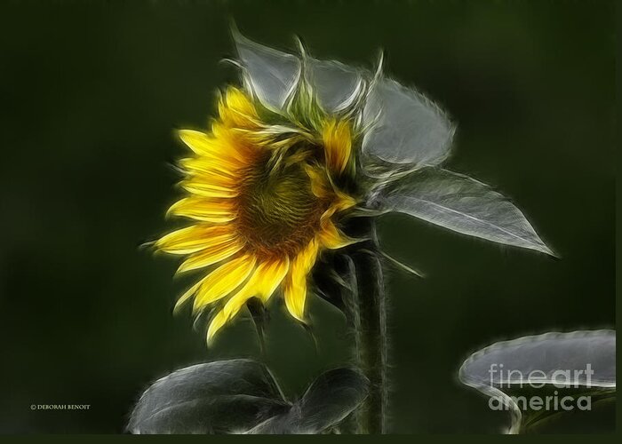 Sunflower Greeting Card featuring the photograph Sunflower Fractalius Beauty by Deborah Benoit