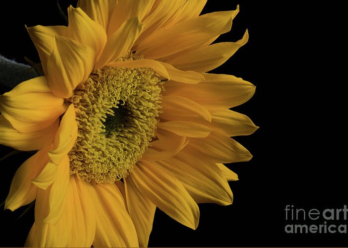 Sunflower Greeting Card featuring the photograph Yellow Sunflower from Left on Black Nature / Botanical / Floral Photograph by PIPA Fine Art - Simply Solid