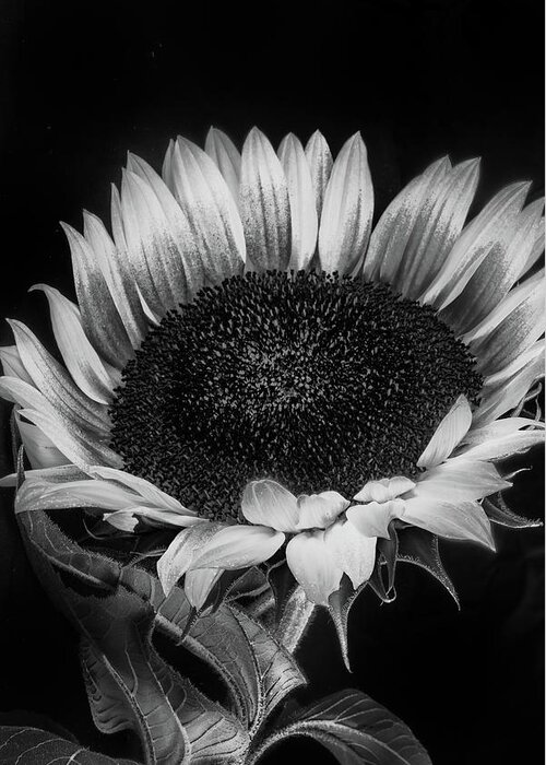 Flower Greeting Card featuring the photograph Sunflower II by Joseph Smith