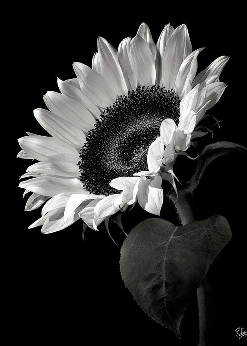 Flower Greeting Card featuring the photograph Sunflower in Black and White by Endre Balogh