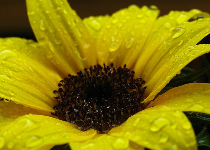 Sun Stars Greeting Card featuring the photograph Sunflower Macro by Juergen Roth