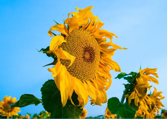 Sunrise Greeting Card featuring the photograph Sunflower Morning #2 by Mindy Musick King