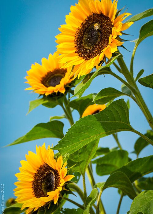 Sunflowers Greeting Card featuring the photograph Sunflower Morning by Debbie Karnes