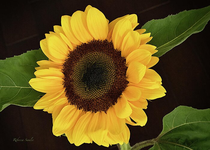 Sunflower Greeting Card featuring the photograph Sunflower by Rebecca Samler