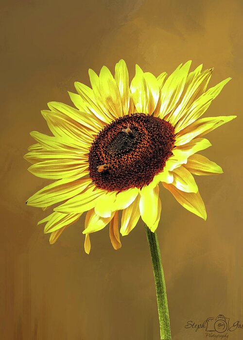 Texture Greeting Card featuring the photograph Sunflower Salute by Steph Gabler