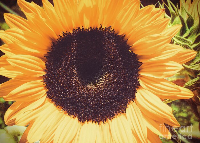 Flower Greeting Card featuring the photograph Sunflower by Scott and Dixie Wiley