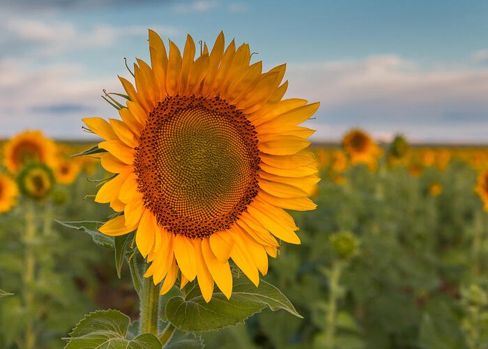 Flowers Greeting Card featuring the photograph Sunflower Stands Apart by Tony Hake