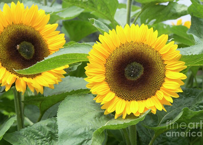 Sunflowers Greeting Card featuring the photograph Sunflower Sunrich Orange Summer by Tim Gainey