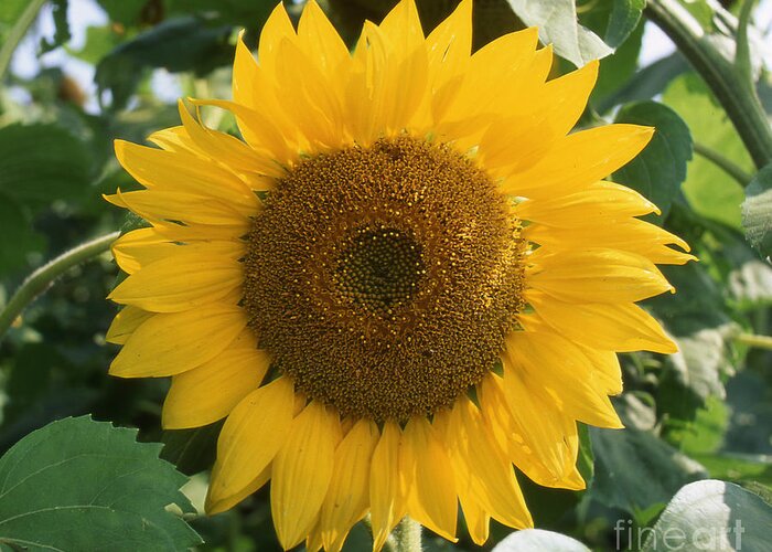 Sunflower Photograph by Timothy Johnson
