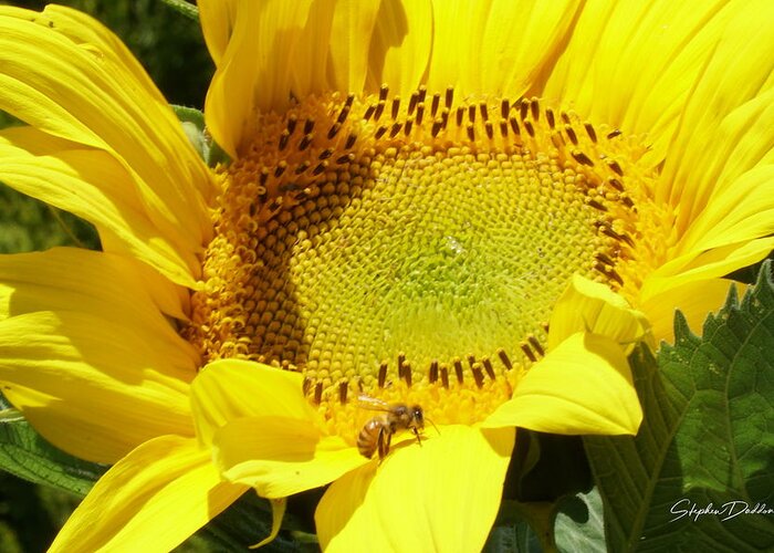 Sunflower Greeting Card featuring the photograph Sunflower With Honeybee by Stephen Daddona