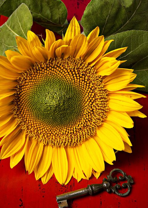 Sunflower Greeting Card featuring the photograph Sunflower with old key by Garry Gay