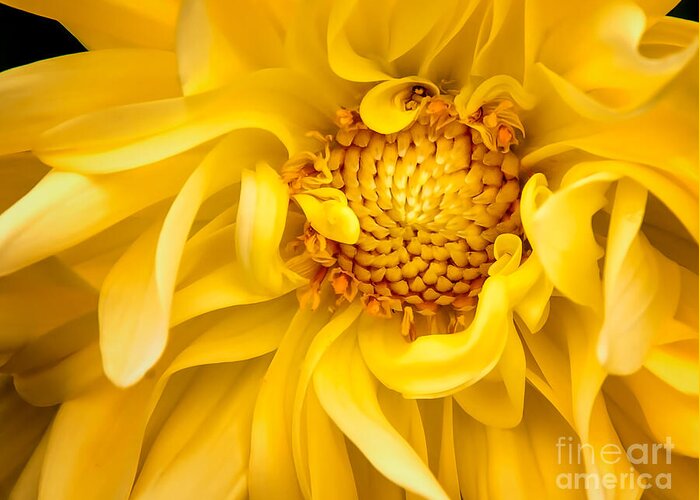 Floral Greeting Card featuring the photograph Sunflower Yellow by Barry Weiss