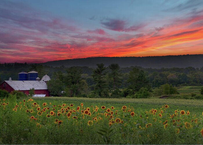 Sunflower Greeting Card featuring the photograph Sunflowers and Sunset by Bill Wakeley