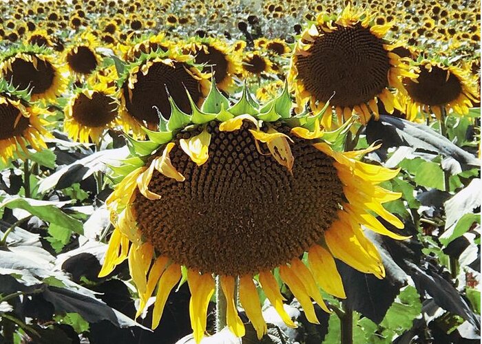 Sunflower Greeting Card featuring the photograph Sunflowers by Anita Streich