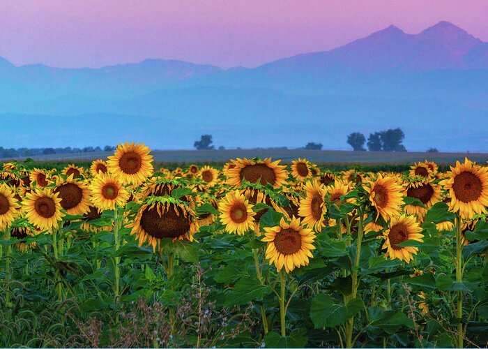 Berthoud Greeting Card featuring the photograph Sunflowers At Dawn by John De Bord