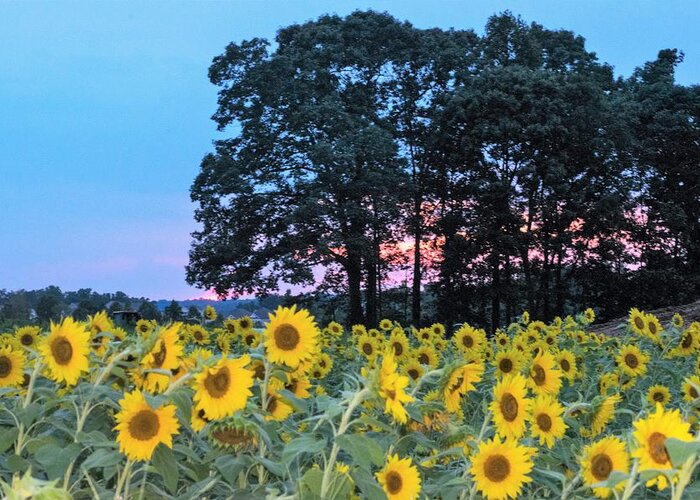 Sunflower Field At Sunset Greeting Card featuring the photograph Sunflowers at Sunset by Mary Ann Artz