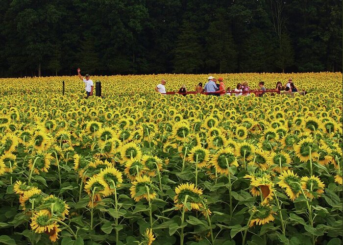 Sunflower Greeting Card featuring the photograph Sunflowers everywhere by John Scates