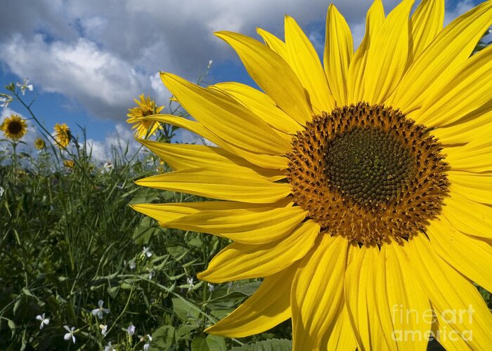 Sunflower Greeting Card featuring the photograph Sunflowers In France by Jean-Louis Klein & Marie-Luce Hubert
