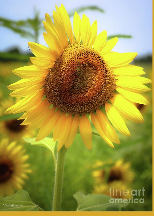 Sunflowers Greeting Card featuring the photograph Sunflowers in Memphis II by Veronica Batterson