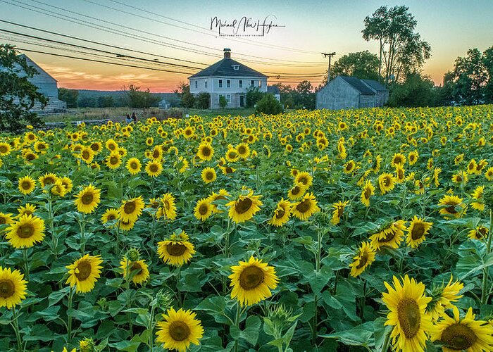 Sunflower Greeting Card featuring the photograph Sunflowers for Wishes by Veterans Aerial Media LLC