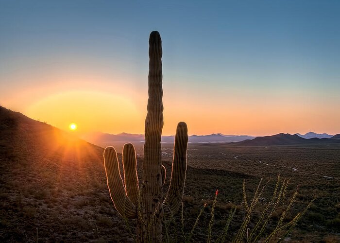 Arid Greeting Card featuring the photograph Sunlit Cactus by Maria Coulson