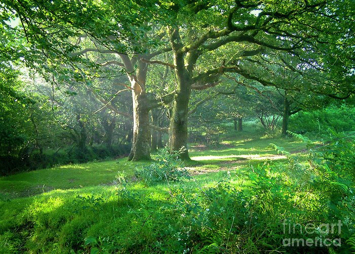 Sunlit Dartmoor Glade Devon Photograph by Donald Davis