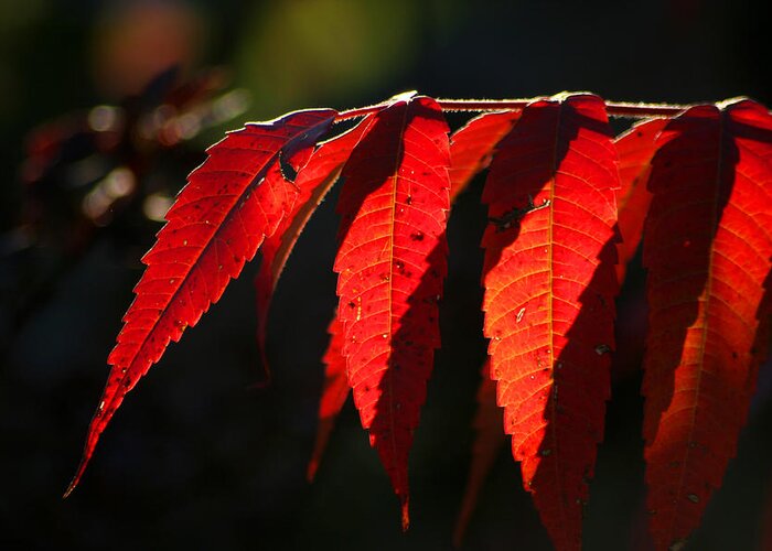 Autumn Greeting Card featuring the photograph Sunlite Sumac by Brook Burling