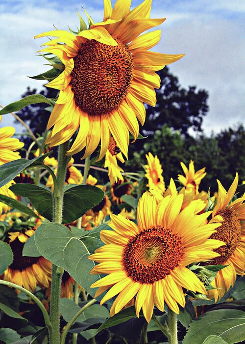 Sunflower Greeting Card featuring the photograph Sunny Days by Jessica Brawley