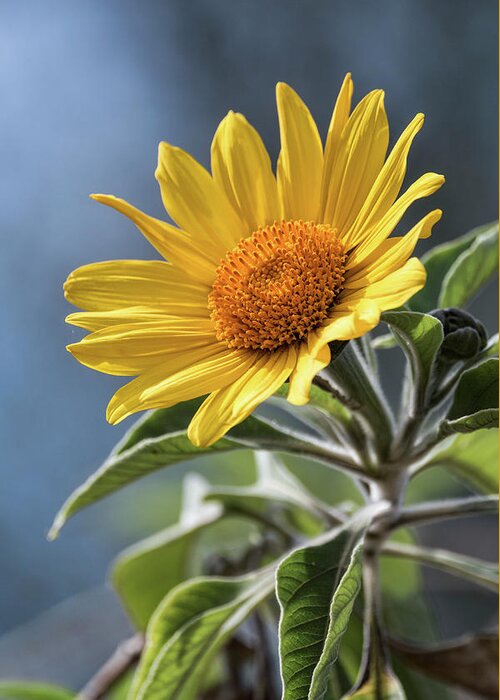 Sunflower Greeting Card featuring the photograph Sunny Side Up by Saija Lehtonen