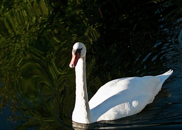 Swan Greeting Card featuring the photograph Sunny Swan by ShaddowCat Arts - Sherry