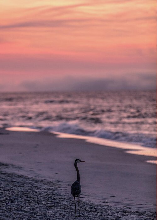 Alabama Greeting Card featuring the photograph Sunrise Beach and Bird by John McGraw