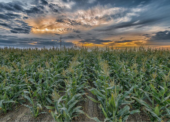 Brentwood Greeting Card featuring the photograph Sunrise Corn by Robin Mayoff