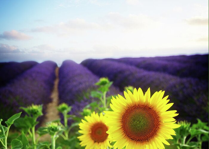 Lavender Greeting Card featuring the photograph Sunrise over Sunflower and Lavender Field by Anastasy Yarmolovich