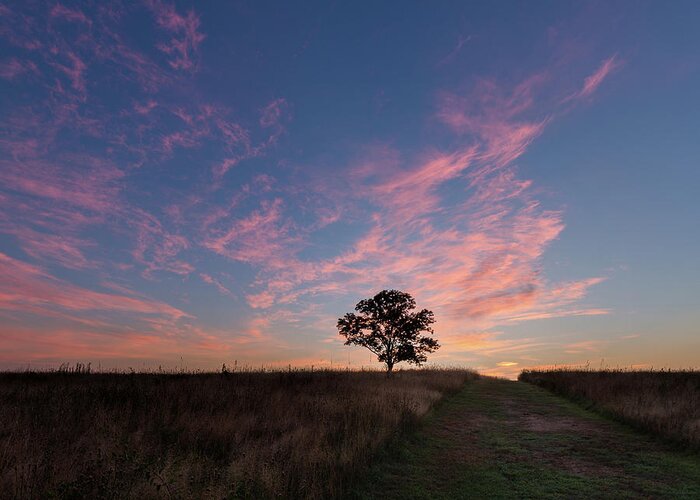 Square Greeting Card featuring the photograph Sunrise Tree 2016 square by Bill Wakeley