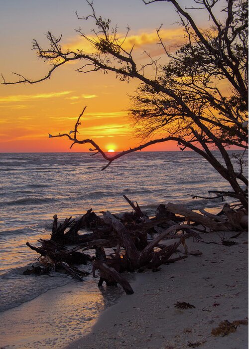 Sunset Greeting Card featuring the photograph Sunset Cradled by a Tree on Barefoot Beach Florida by Artful Imagery