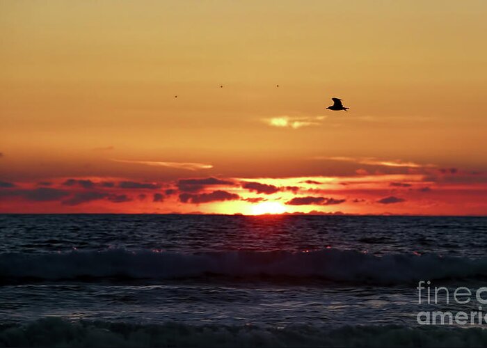 Ocean Greeting Card featuring the photograph Sunset Flight by Nicki McManus