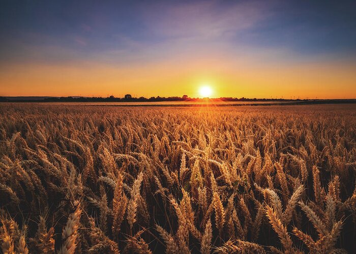 Sunset Greeting Card featuring the photograph Sunset in the fields by Marc Braner