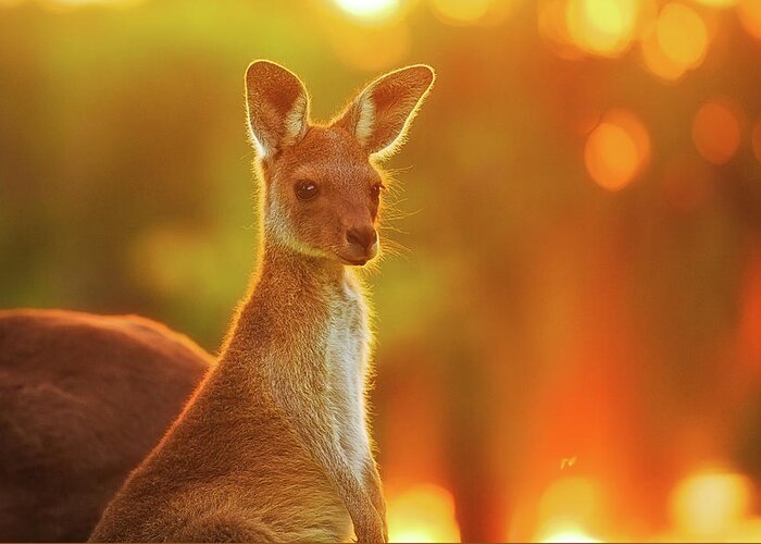 Mad About Wa Greeting Card featuring the photograph Sunset Joey, Yanchep National Park by Dave Catley