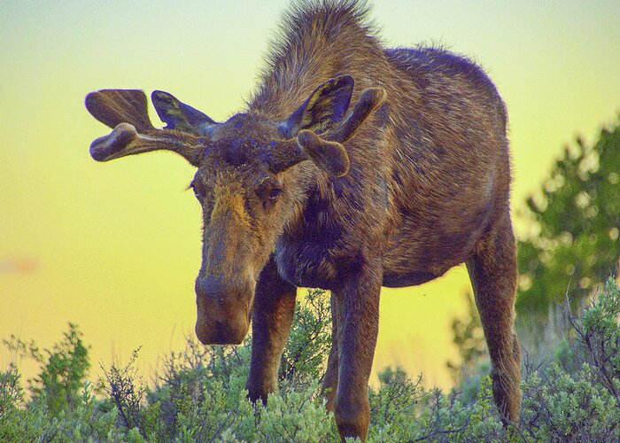 Moose Greeting Card featuring the photograph Sunset Moose by Jerry Cahill