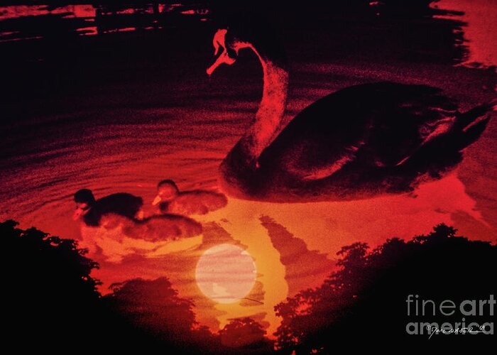 Marc Nader Photo Art Greeting Card featuring the photograph Sunset On Swan Lake, 1969 by Marc Nader