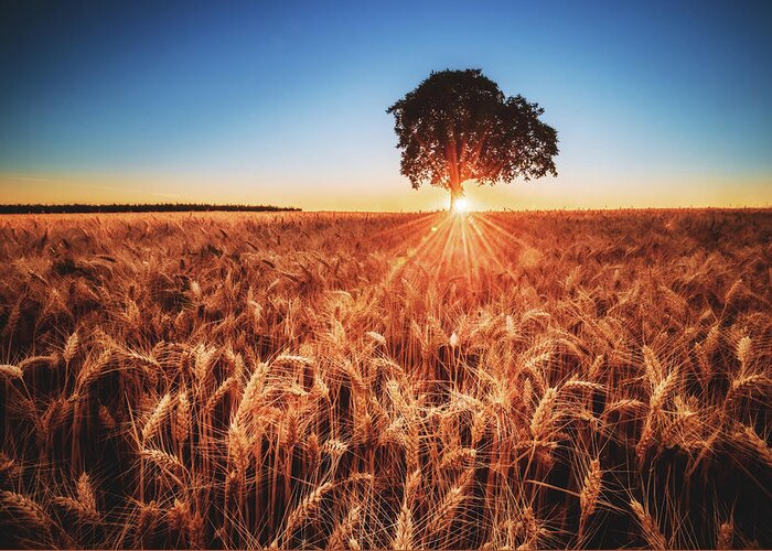 Sunset Greeting Card featuring the photograph Sunset on the Fields by Marc Braner