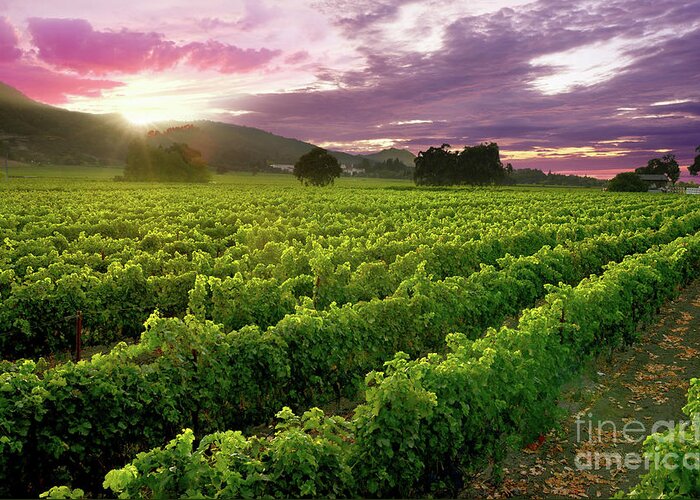 Napa Greeting Card featuring the photograph Sunset over the Vineyard by Jon Neidert