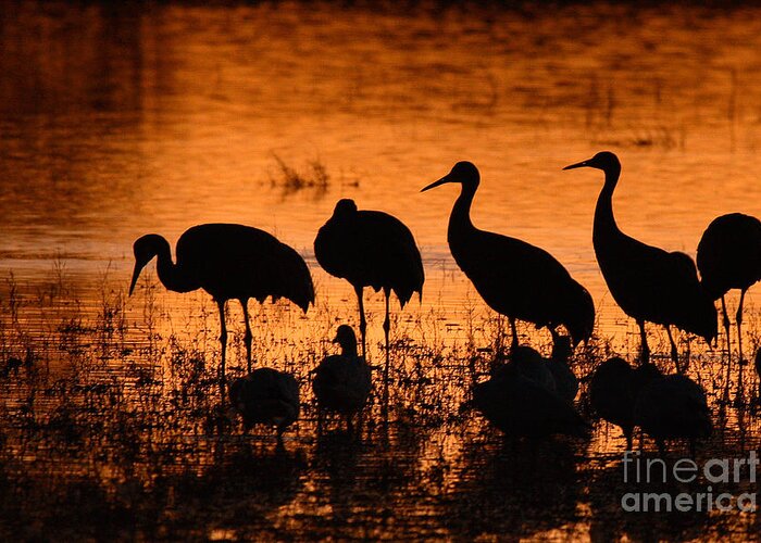 Crane Greeting Card featuring the photograph Sunset Reflections Of Cranes And Geese by Max Allen