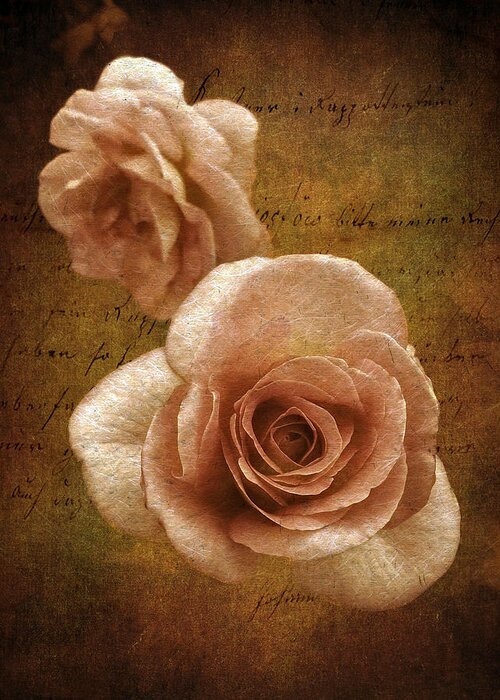 Flowers Greeting Card featuring the photograph Sunset Rose by Jessica Jenney