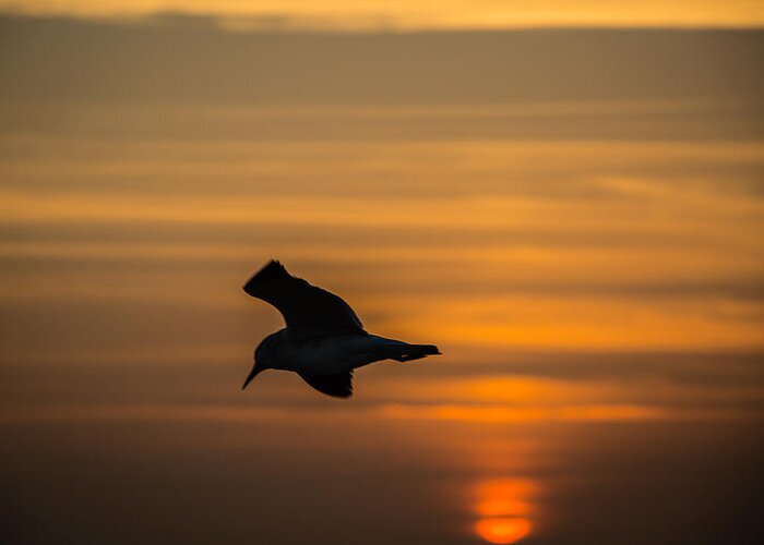 3 Nd Nature Greeting Card featuring the photograph Sunset Seagull by Gregory Daley MPSA