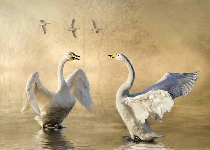 Swans Greeting Card featuring the photograph Sunset squabble by Brian Tarr